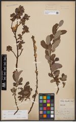 Foto von Salix bicolor Ehrh. ex Willd.